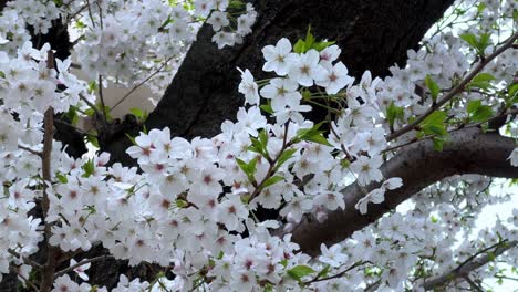 Closeup-shot-sakura-cherry-blossom-flowers-tree-branches-autumn-green-leaves-night-dark-background-japanese-japan-iconic-flower