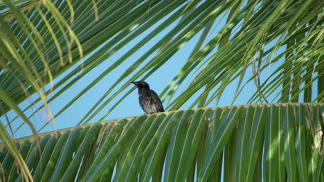 young adult asian glossy starling black bird with red eyes perched on palm tree leaf in tropics