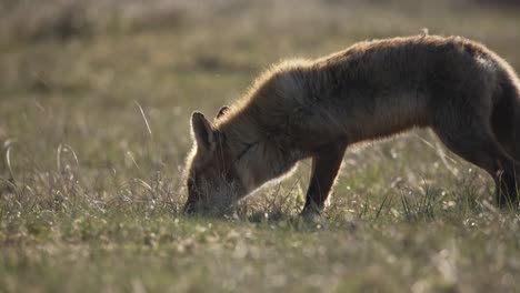 zorro en busca de alimento en un campo