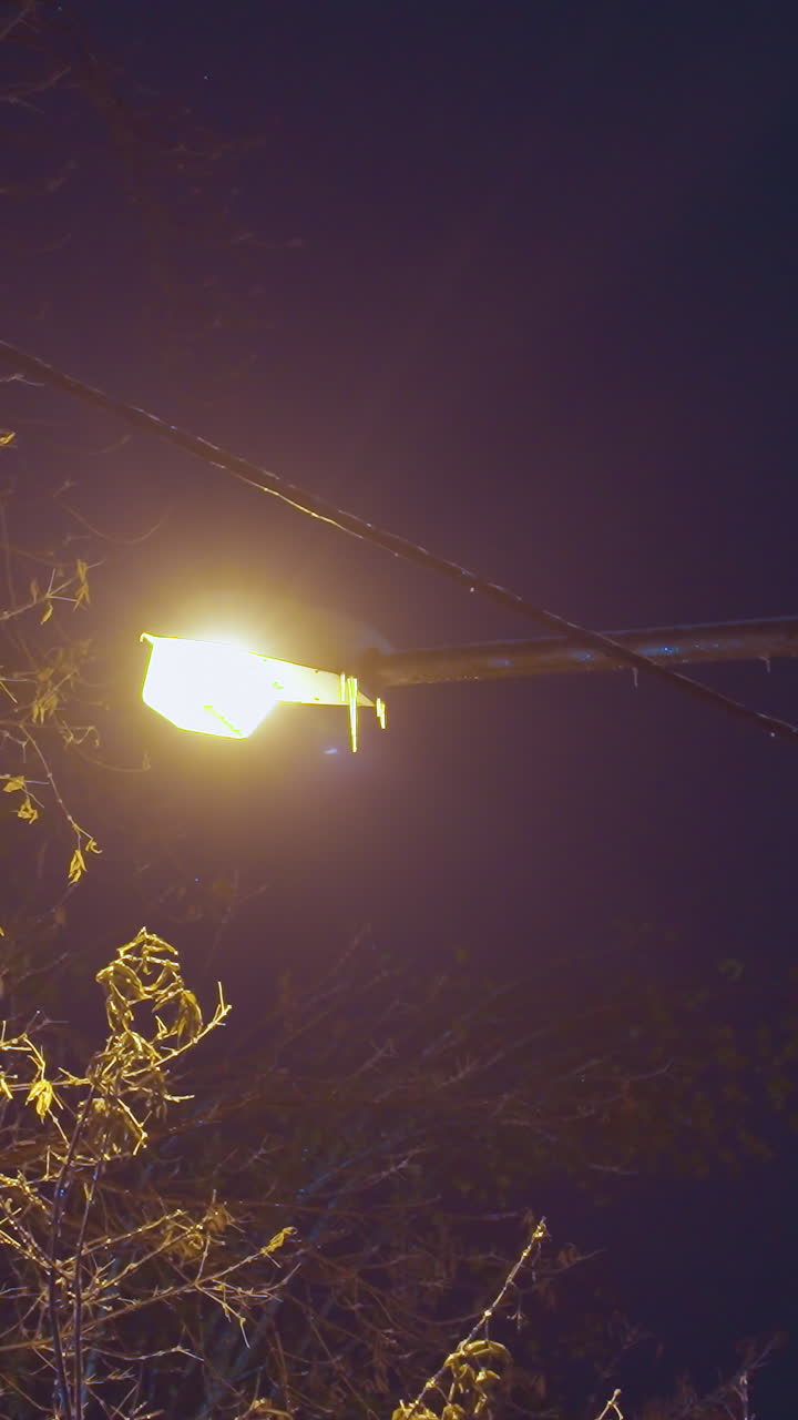 árbol desnudo con luz dorada brilla en las ramas bajo el cielo azul profundo de la noche, la iluminación suave acentúa las ramas esqueléticas, creando una escena de invierno tranquila y serena con un toque de ambiente urbano