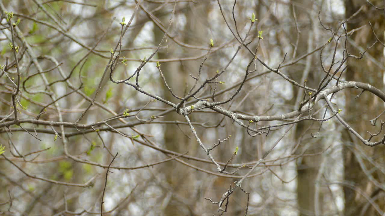 A small yellow bird flying off a tree