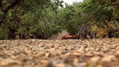 Almonds-being-harvested-using-a-sweeper.