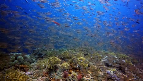 small glass fish shelter above a coral reef