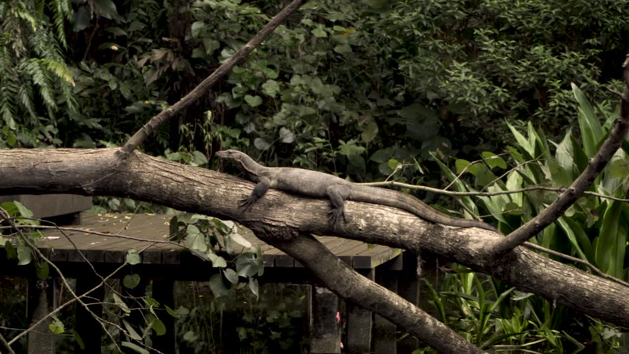 싱가포르 순게이 불로 습지 보호구역의 강 위에 쓰러진 나무 줄기에 쉬고 있는 물 모니터 도마뱀