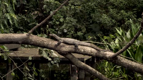 Water-Monitor-Lizard-Resting-On-Trunk-Of-Fallen-Tree-Over-River-In-Sungei-Buloh-Wetland-Reserve,-Singapore