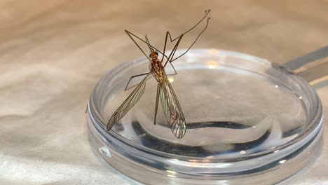 mosca de grúa sentada en una lupa