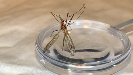 crane fly sitting on a magnifying glass