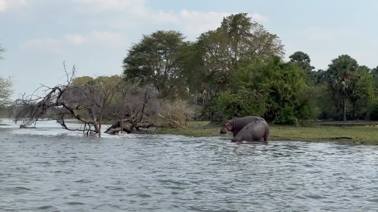 hipopótamos (hippopotamus amphibius) entrando en el río shire en el parque nacional de liwonde, malawi.