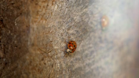 Close-up-shot-of-a-piece-of-wood-in-a-shallow-focus