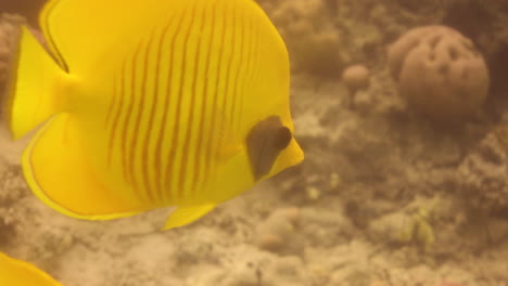 bluecheek butterflyfish or yellow butterfly fish in the coral reef of the red sea of egypt