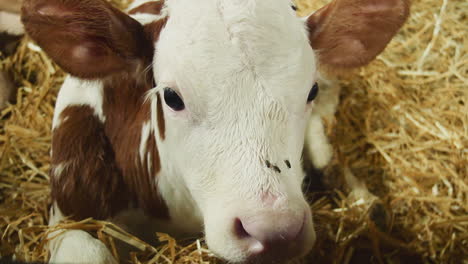 closeup of a calf in a barn