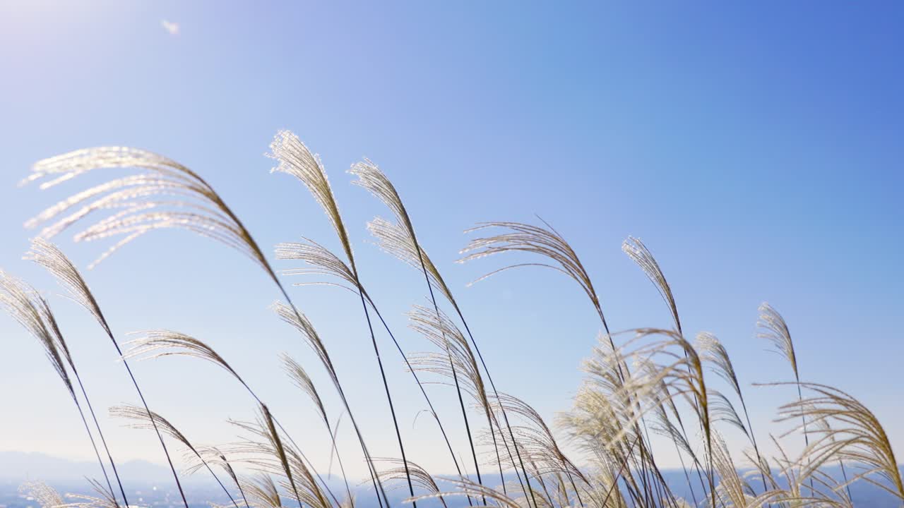 나라에서 가장 좋은 전망