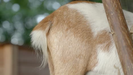 brown goat wiggling tail while eating, close up view