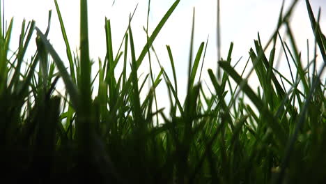 a low angle view in the grass looking up at the sky and clouds