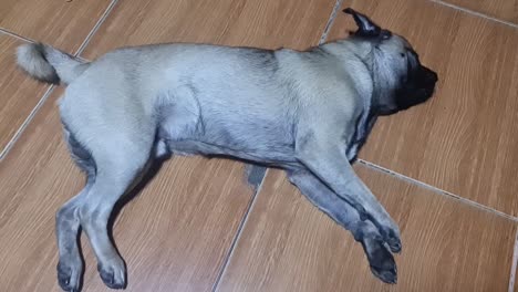 perro pug enfermo experimentando una convulsión leve mientras descansa en el suelo