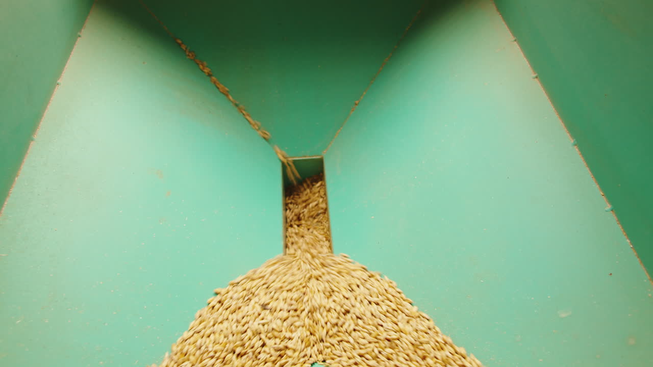 Craft beer production factory, brewery manufacture. Barley malt grains in conveyor close-up. Brewing, cooking alcohol in metal vats bottles