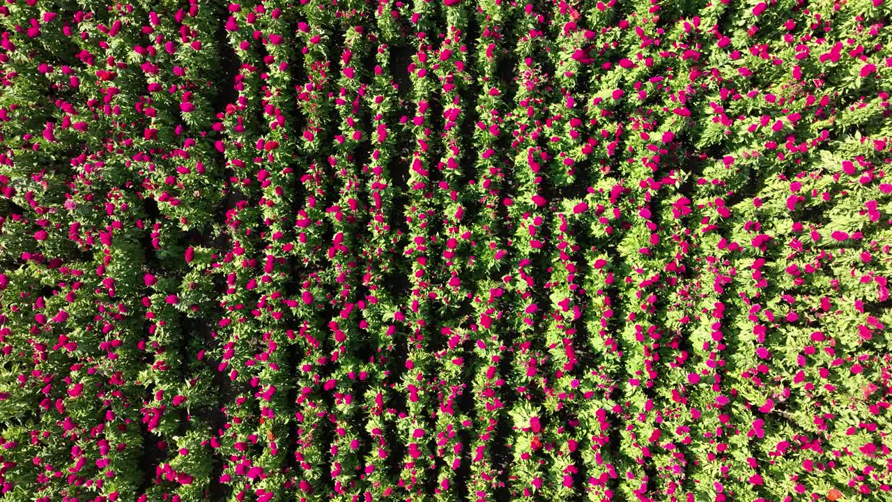 imágenes de drones que muestran un campo de flores en la temporada de cosecha