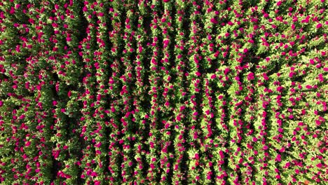 drone footage showing a flower field in the harvest season