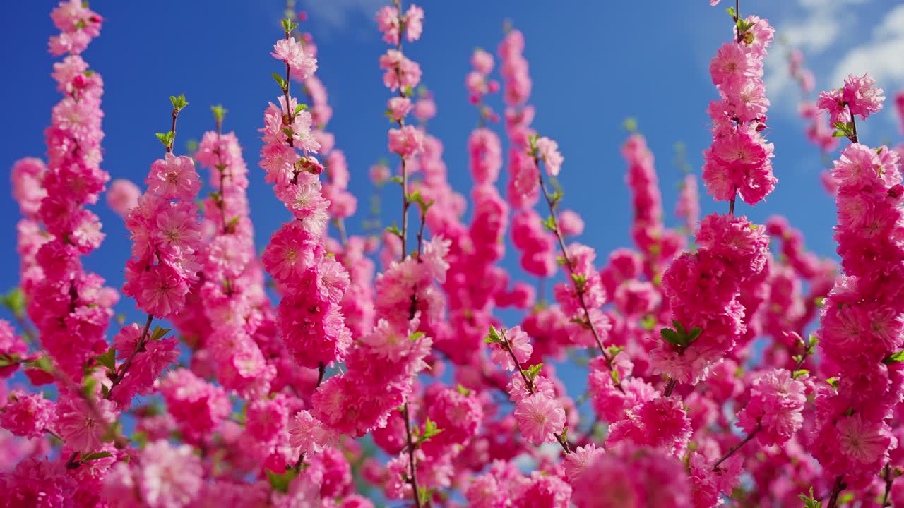 Pink Blossoms Against a Blue Sky