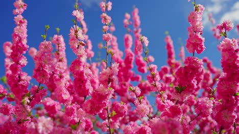 pink blossoms against a blue sky