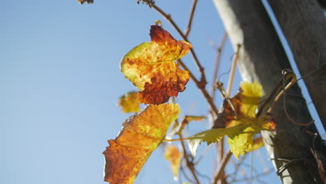 Una-Hoja-Cae-De-Un-árbol-En-La-Temporada-De-Otoño