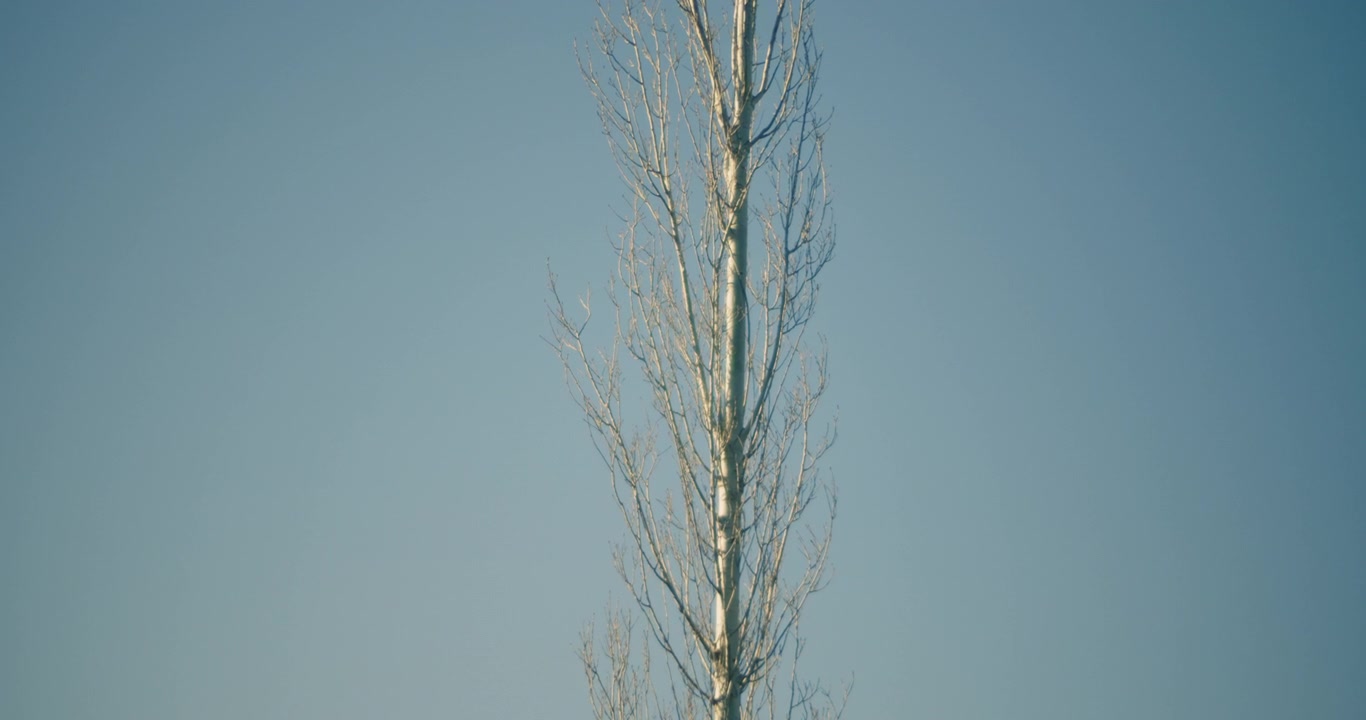Albero alto solitario bianco e secco