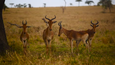 Quiet-group-of-gazelles-stand-look-around-yellow-pasturage-Serengeti-Tanzania-wildlife