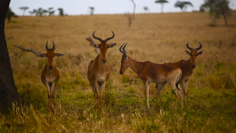 quiet group of gazelles stand look around yellow pasturage serengeti tanzania wildlife