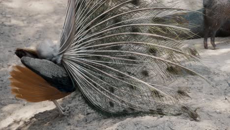 Close up rear view of Peacock with spreading feathers hiding head outdoors on sand in zoo