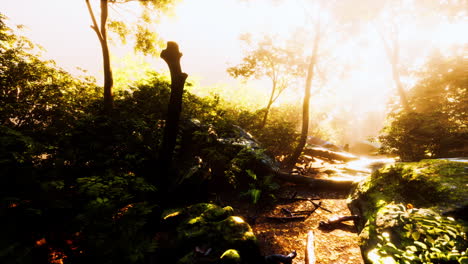 hyperlapse-timelapse-of-beautiful-tropical-jungle