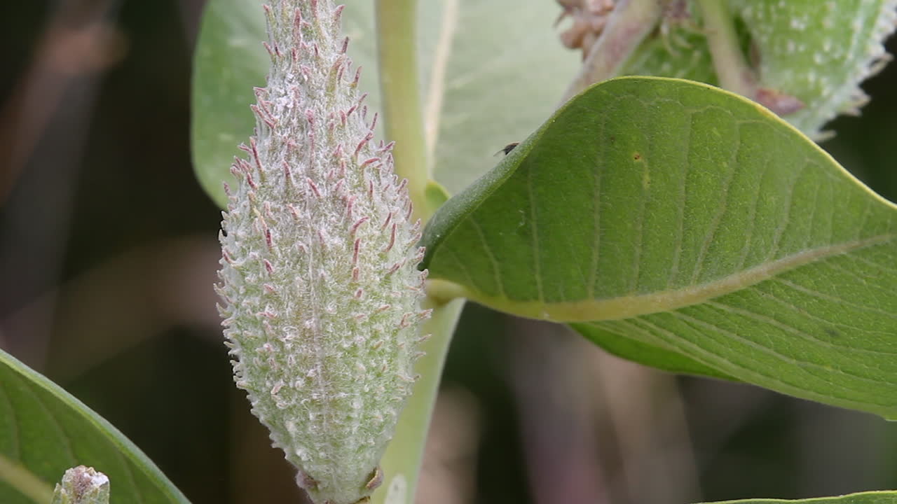 una pequeña mosca en la hoja verde se arrastra a la vaina de semillas puntiagudas de la planta de algodoncillo