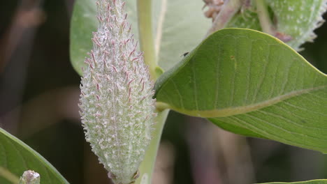 small fly on green leaf crawls to spiky seed pod of milkweed plant