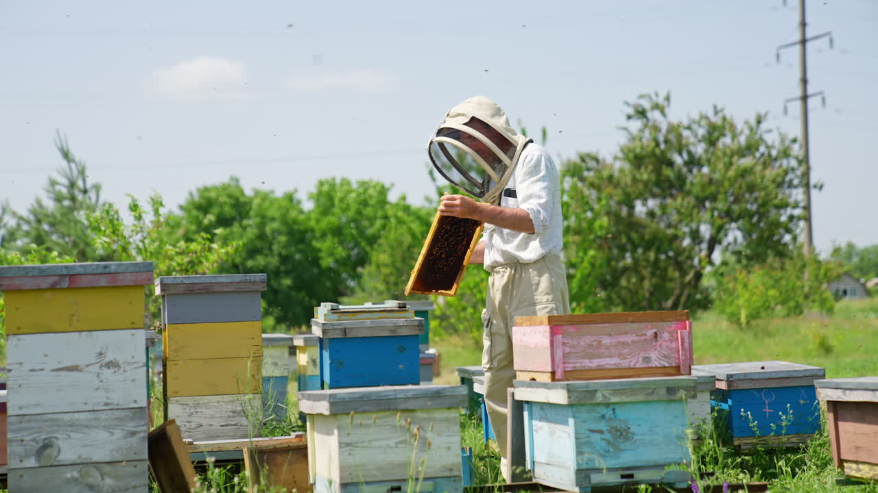 Dark wax honey frame in the hands of a male apiculturist. Disturbed bees crowding around the bee farmer. Nature backdrop.