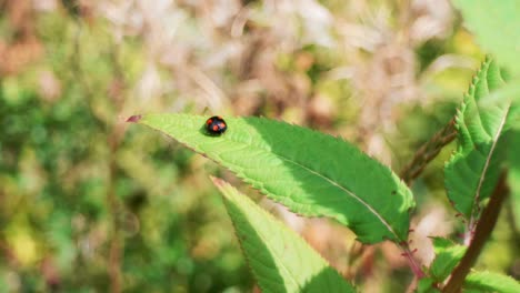 Dama-Pájaro-En-Una-Hoja