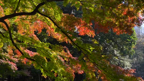 Inclínate-Sobre-Hermosas-Hojas-De-Otoño-Multicolores-Que-Ondean-Lentamente-En-El-Viento