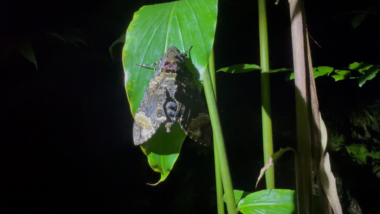 Colorful moth Fulvous hawk (Coelonia fulvinotata) on a leaf. Masoala, Madagascar