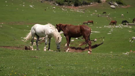 horses bucking in alty sharan