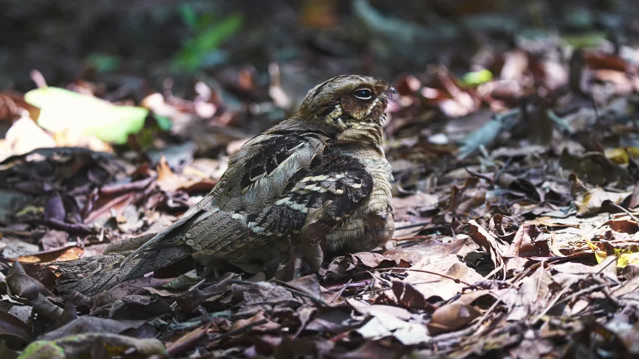 pájaro nocturno y pollito en el suelo del bosque - de cerca