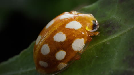 Vibrant Orange Ladybug Halyzia sedecimguttata sleeps on green leaf