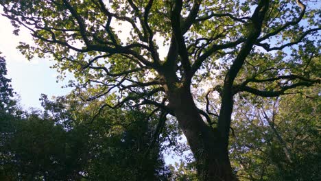 Zweige-Alter-Riesiger-Bäume,-Die-Im-Wald-Wachsen