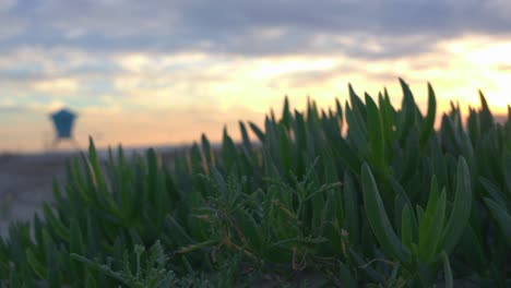 Plantas-Verdes-En-La-Playa-Coronado-En-San-Diego-Con-Una-Torre-De-Salvavidas-Al-Fondo-Durante-La-Puesta-De-Sol.