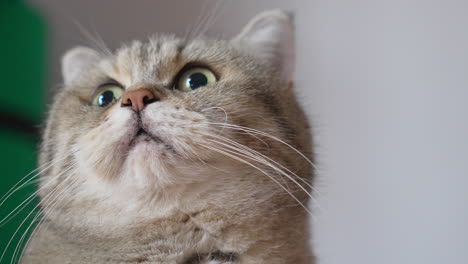 Close-up-of-cute-creme-coloured-British-Shorthair-cat-with-white-whiskers-looking-around-with-big-yellow-eyes