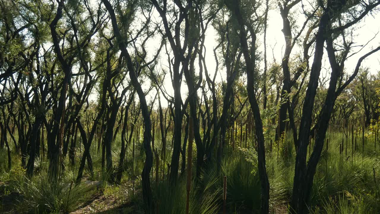imágenes panorámicas de la recuperación del bosque de árboles de té y árboles de hierba un año después del incendio forestal en mallacoota, victoria, australia, diciembre de 2020