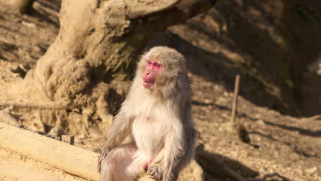 wild japanese macaque chewing while sitting up like humans and looking around for threats