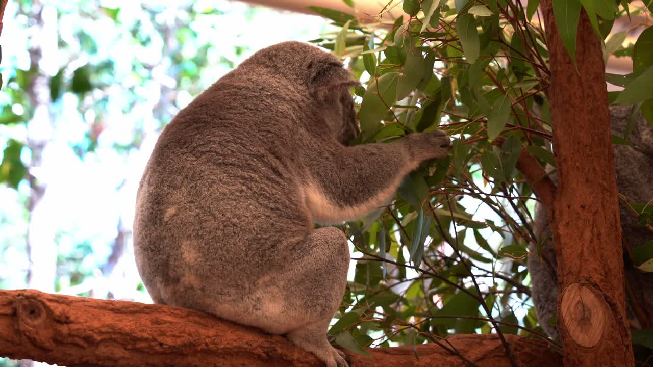 pequeño comedor exigente, lindo koala, phascolarctos cinereus posado en el árbol, olfateando delicadamente y recogiendo las hojas de eucalipto antes de comer el follaje seleccionado, fotografía de cerca