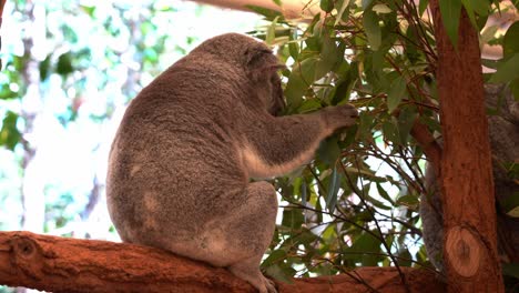 little fussy eater, cute koala, phascolarctos cinereus perched on the tree, delicately sniffed and picked at the eucalyptus leaves before eating the selected foliage, close up shot