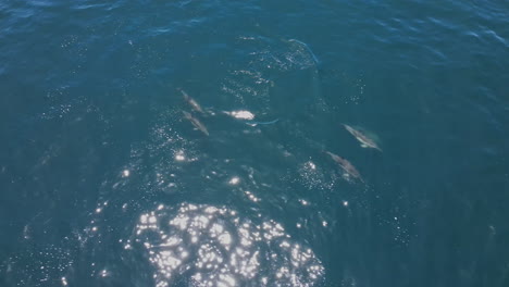 Common-dolphins-swim-and-jump-near-seal-at-surface-of-azure-Atlantic