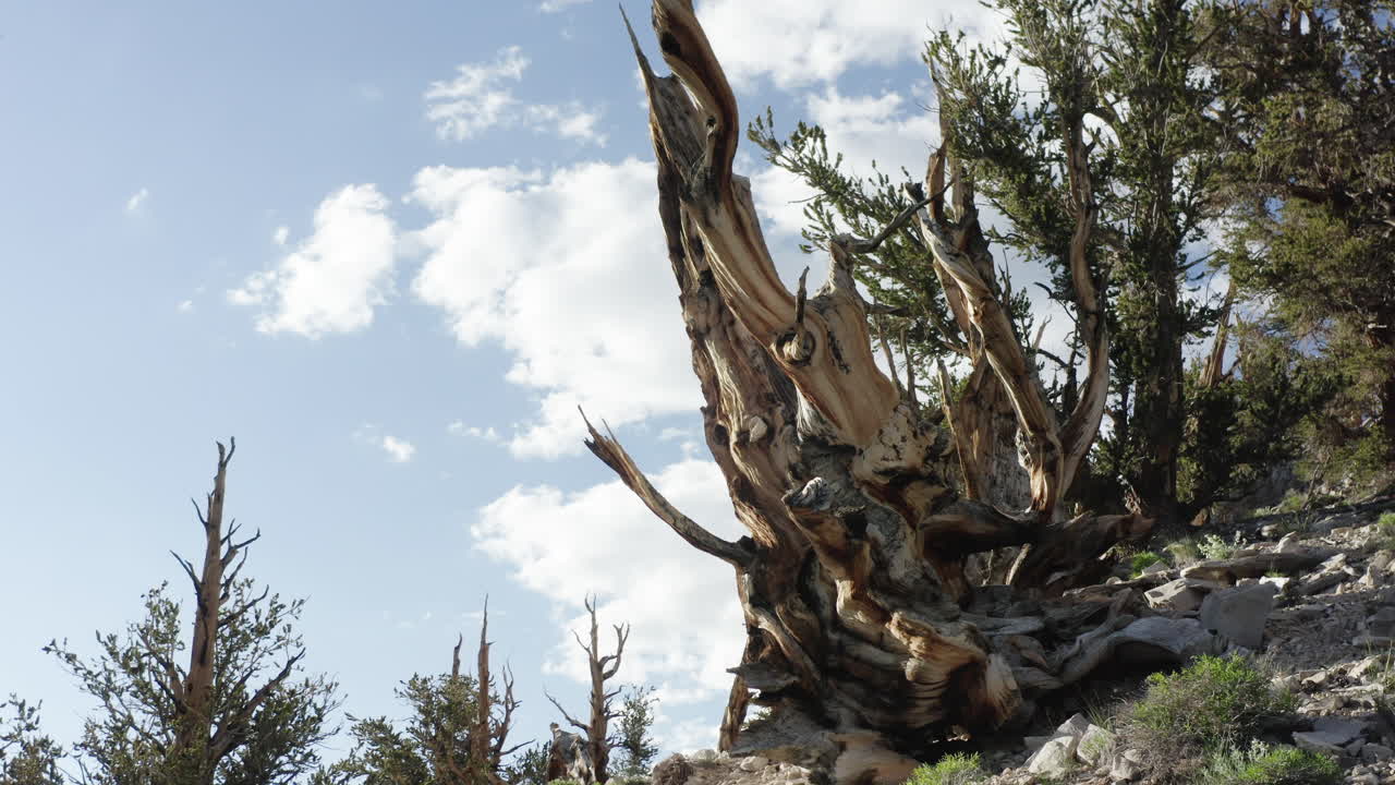 árboles antiguos, parte del antiguo bosque de pinos bristlecone, tienen más de 5000 años de edad