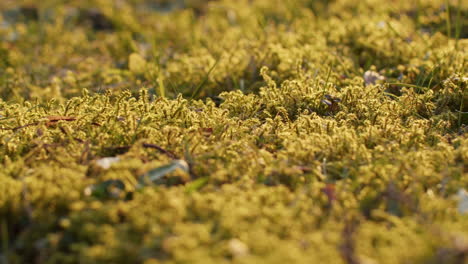 Close-up-shot-moss-growing-in-a-garden-on-a-sunny-morning