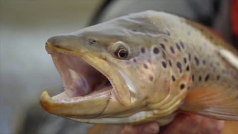 a man holds a just caught fish that repeatedly opens and closes its mouth